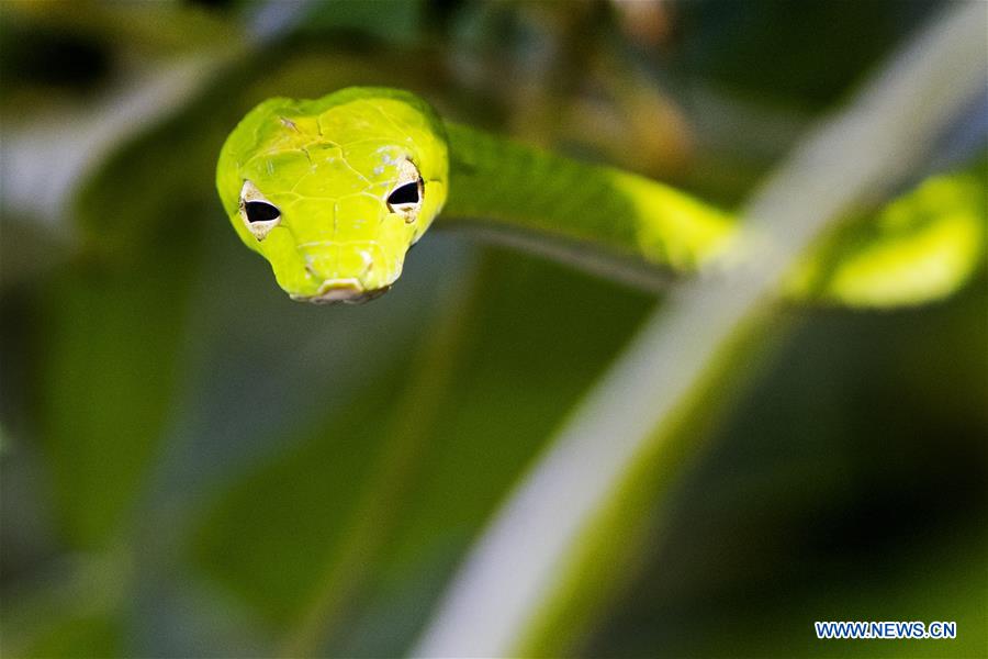 orientalwhipsnakeslithersinthebushatwindsornaturepark