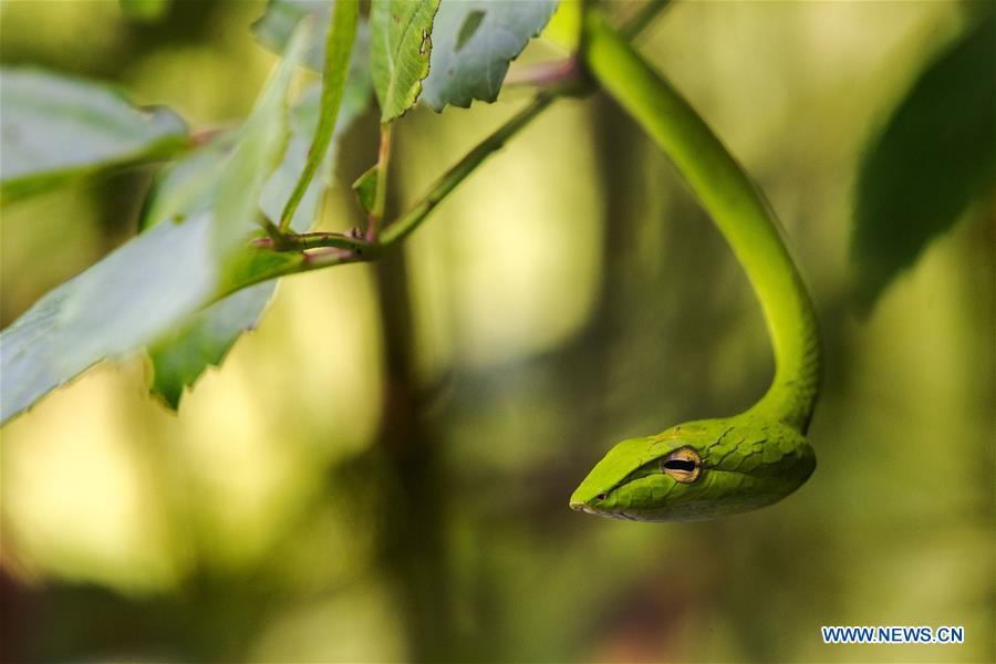 oriental whip snake slithers in the bush at windsor nature park