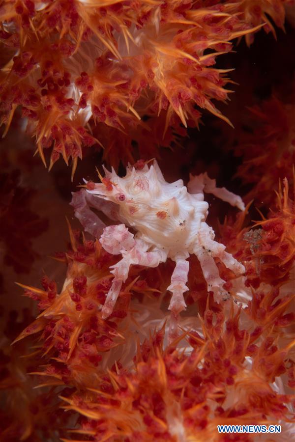 diversified marine creatures seen in bali, indonesia