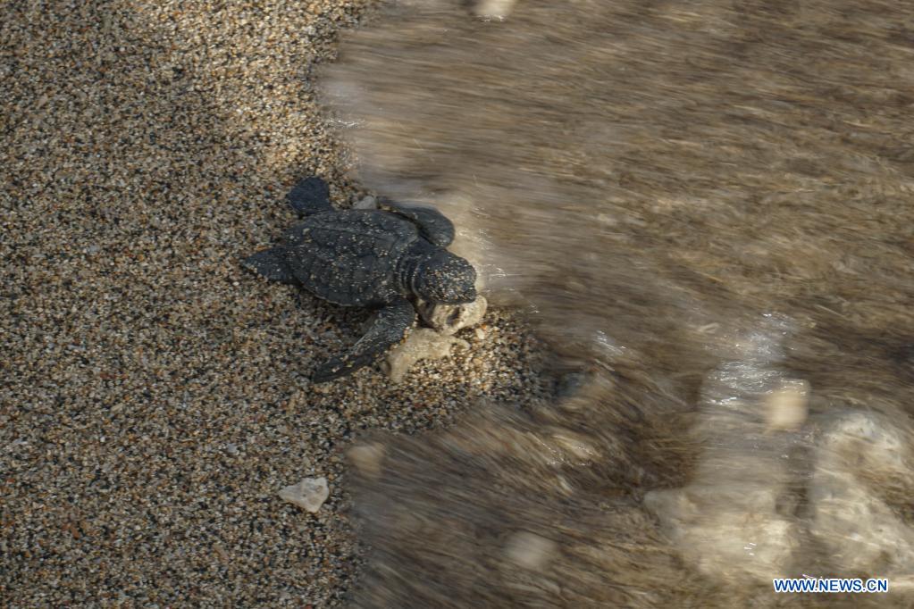 people release baby olive ridley sea turtles at serangan beach