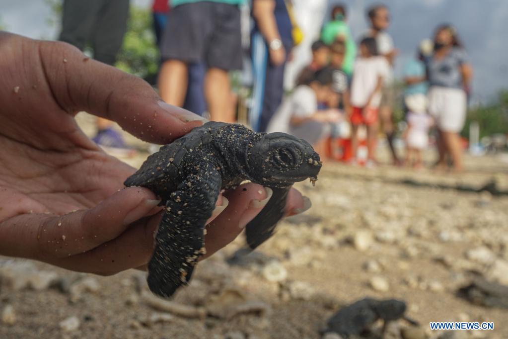 people release baby olive ridley sea turtles at serangan beach