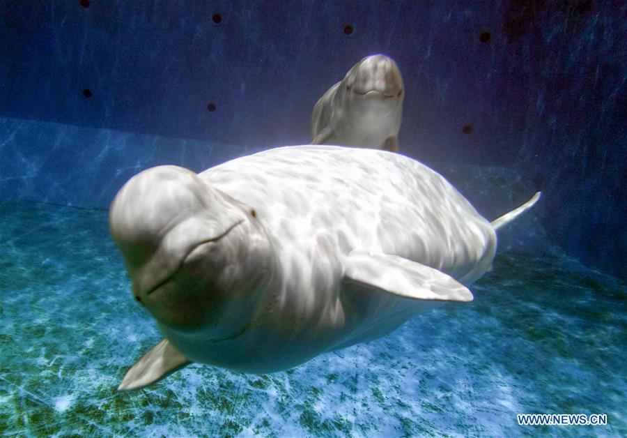 in pics: white whales at breeding base of chimelong ocean king