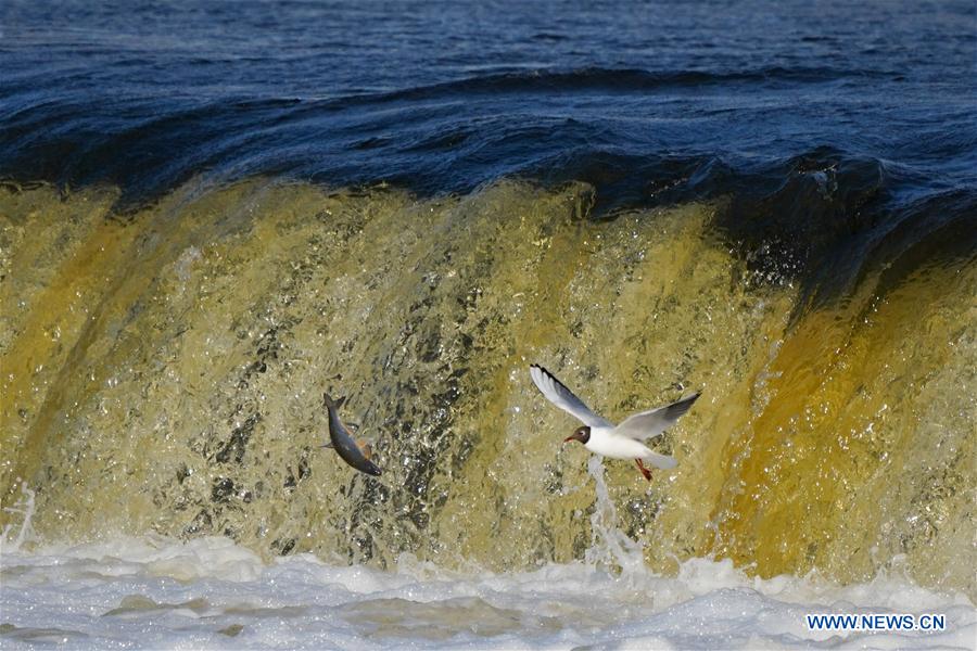 LATVIA-KULDIGA-FLYING FISH