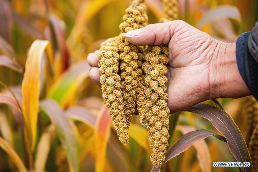 wuan news.xinhuanet.com