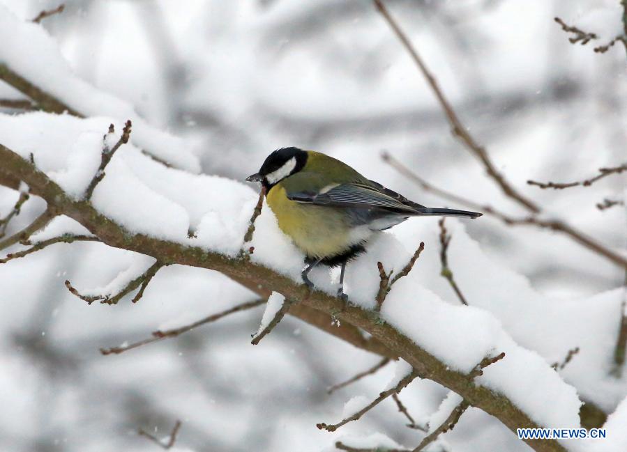 snow scenery in minsk, belarus