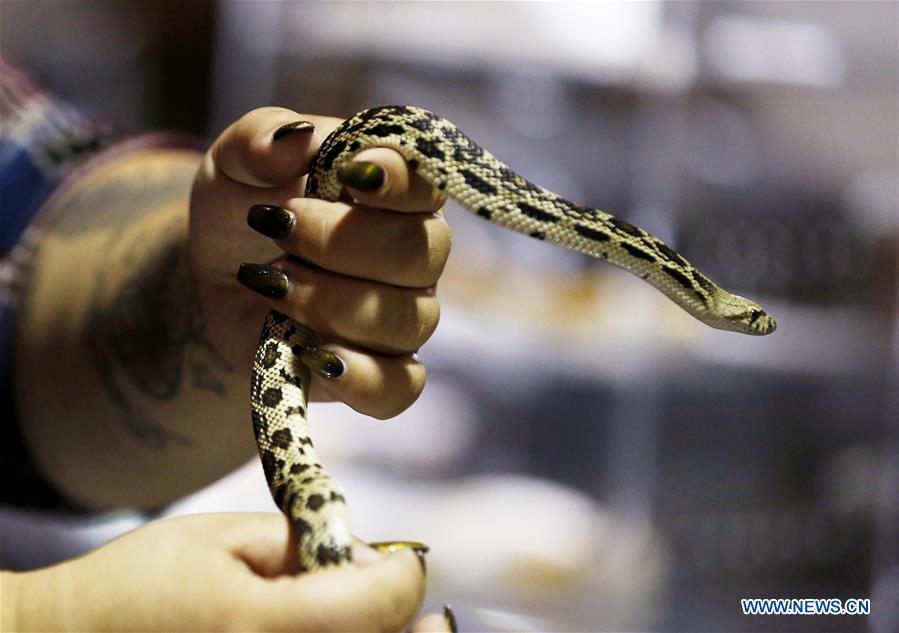 reptile super show held in los angeles