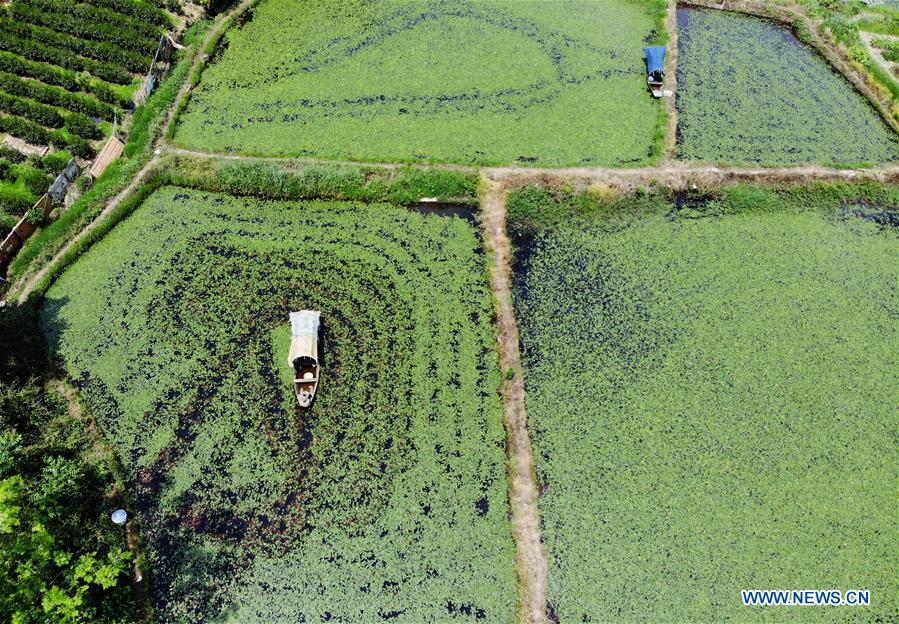 villagers collect water shield leaves on boats in hangzhou