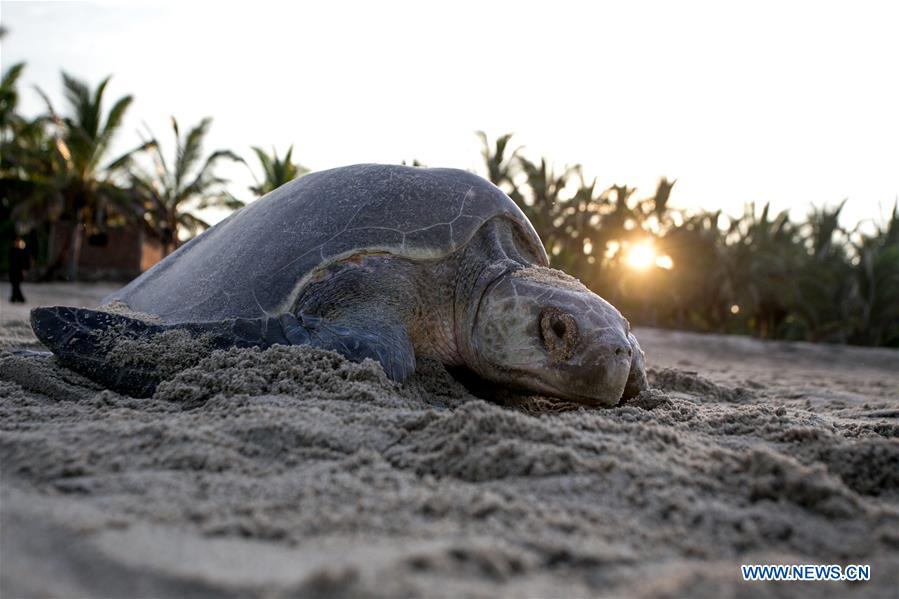olive ridley turtles spawn on ixtapilla beach, mexico
