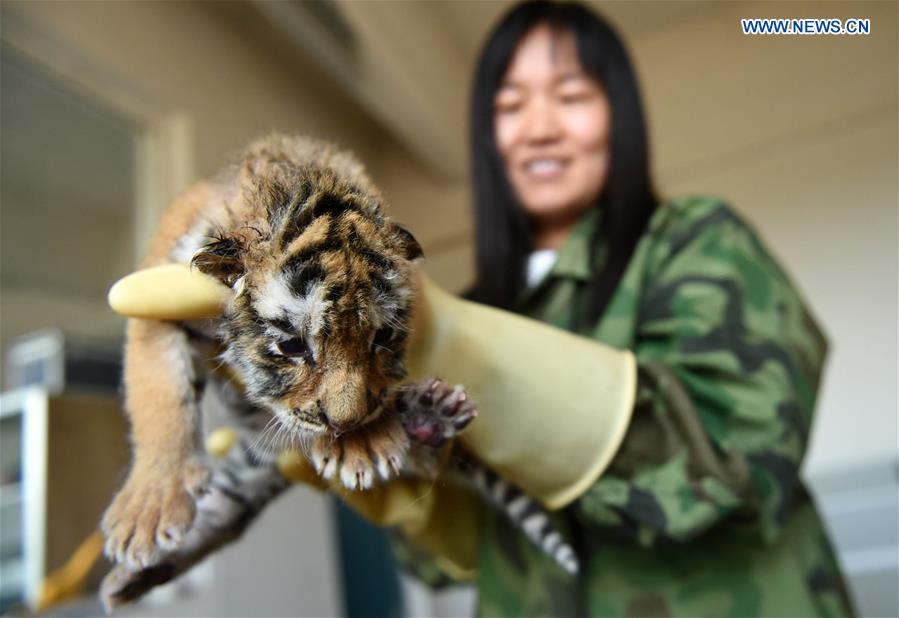 in pics: over 100 tiger cubs born in ne chinas breeding center
