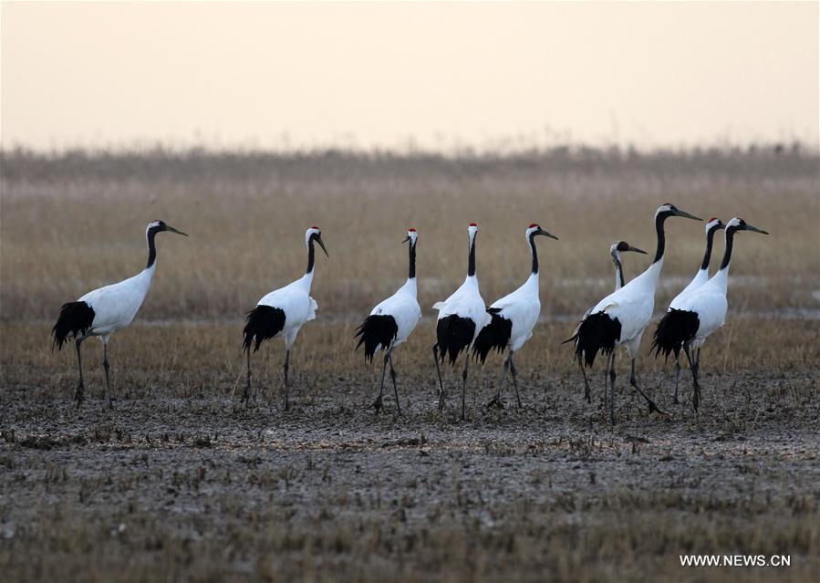 red-crowned cranes seen in east chinas jiangsu