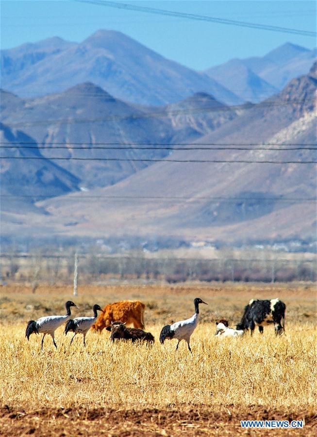 blackneckedcranesseeninnaturereserveinswchinastibet
