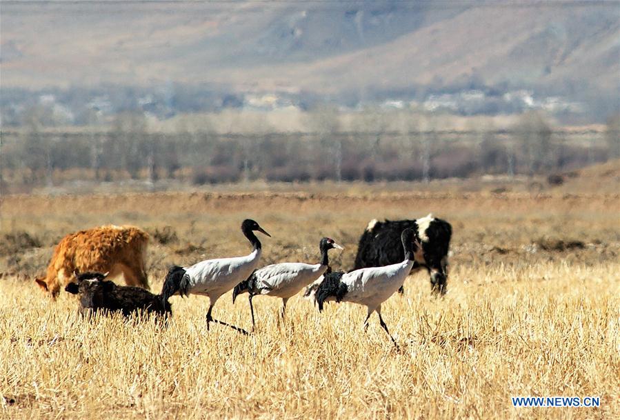 blackneckedcranesseeninnaturereserveinswchinastibet