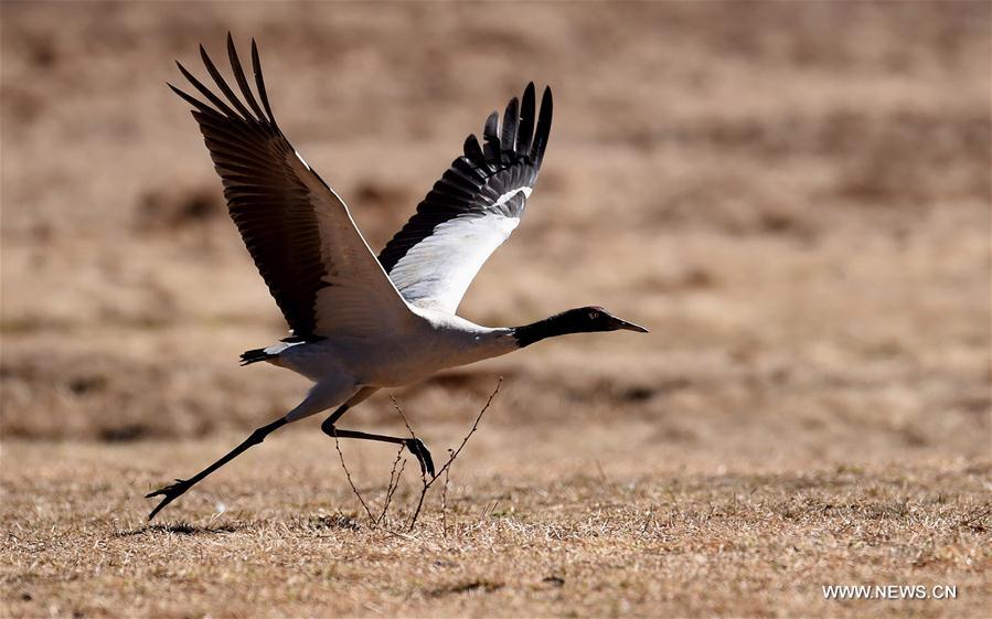 blackneckedcranesseeninswchina