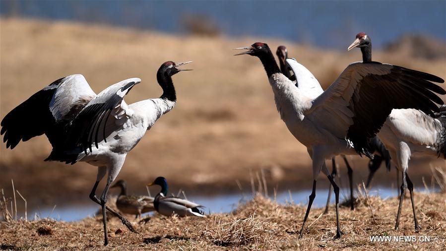 blackneckedcranesseeninswchina