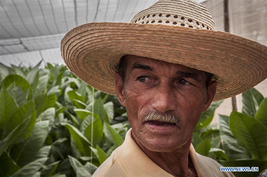 global cuban cigar sales up 5 pct in 2016