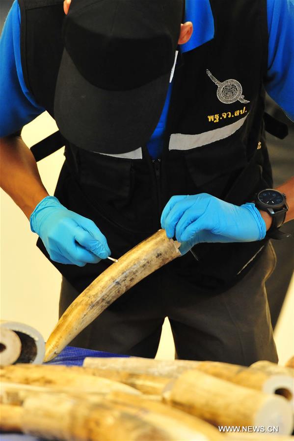 thailandseizes422piecesofsmuggledelephanttusks