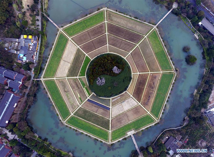 aerialviewofcoleflowersinechina