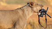 Lioness steals photographer's camera