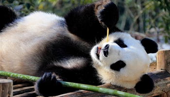Giant panda enjoys leisure life at Xiuning Panda Park in E China's Huangshan City