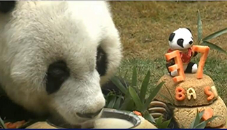 World's oldest giant panda Basi celebrates 37th birthday