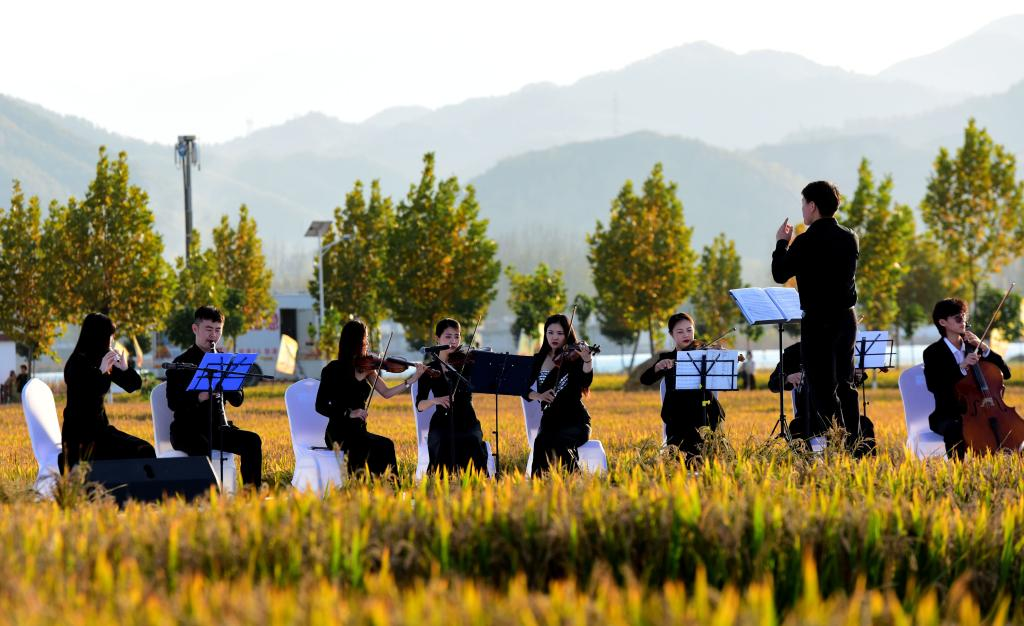 河南汝阳稻田音乐节
