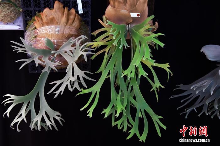 绿植成年轻人“新潮玩” 生活美学改写产业生态