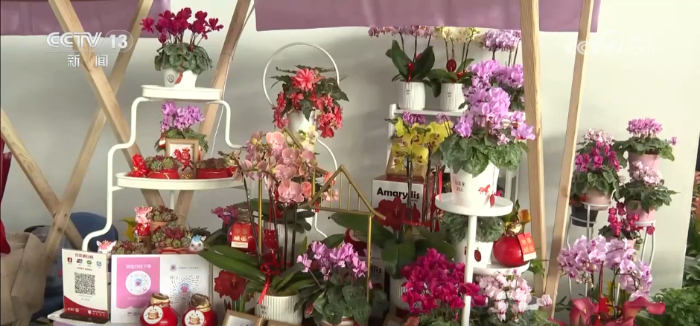 特色年宵花上新 各地畅销品种不同 你选哪一种？