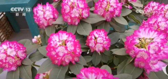 特色年宵花上新 各地畅销品种不同 你选哪一种？