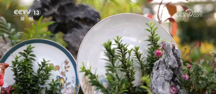 特色年宵花上新 各地畅销品种不同 你选哪一种？