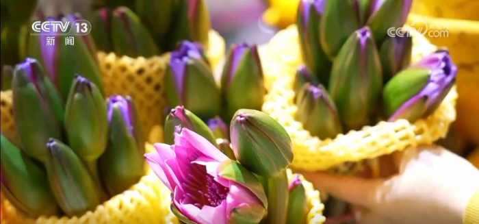 特色年宵花上新 各地畅销品种不同 你选哪一种？