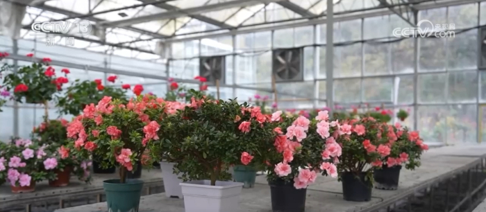 特色年宵花上新 各地畅销品种不同 你选哪一种？