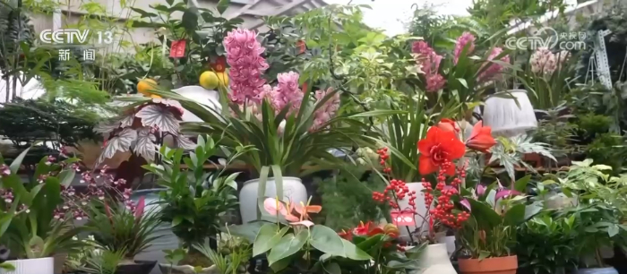 特色年宵花上新 各地畅销品种不同 你选哪一种？