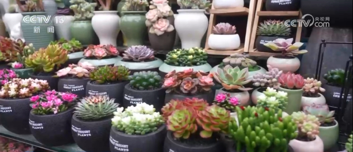 特色年宵花上新 各地畅销品种不同 你选哪一种？