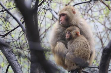 大山小精灵&mdash;&mdash;太行猕猴