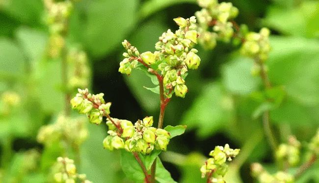 2021央视中秋晚会落户西昌,正中苦荞月饼邀您"邛海升明月"