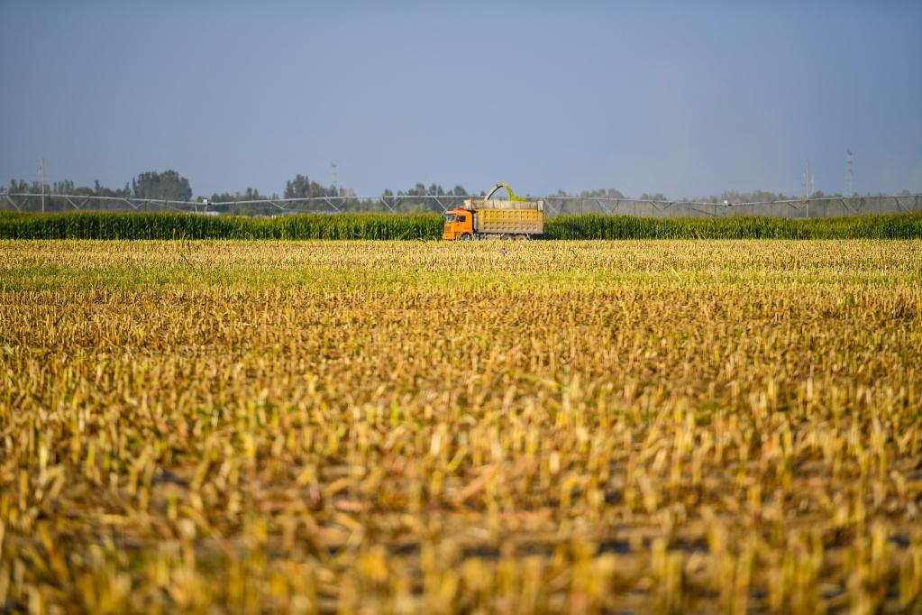 高清图集金秋青贮玉米收割忙