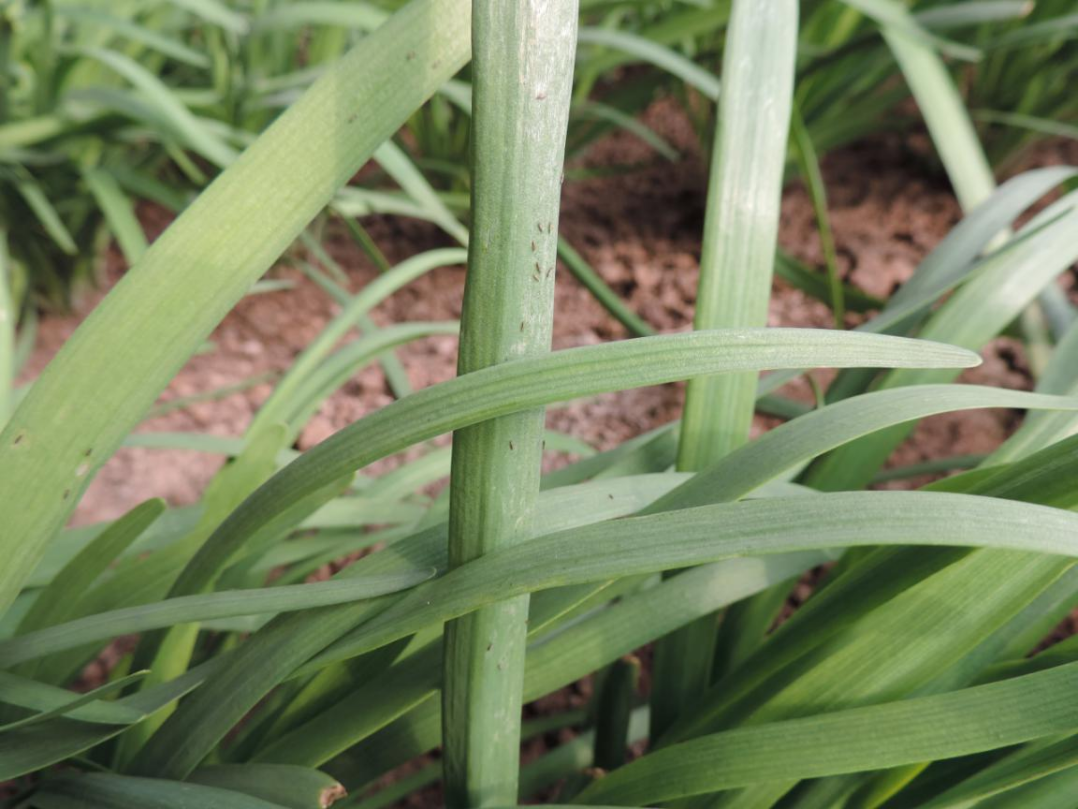 韭菜养根期蓟马防治勿大意