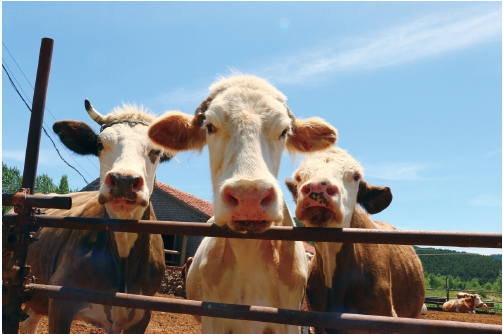 种草护生态 圈养牛羊壮-新华网