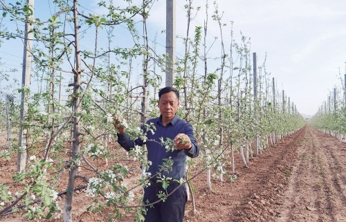 苹果到底还要不要套袋?