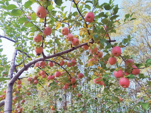 苹果到底还要不要套袋?