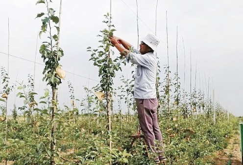 苹果到底还要不要套袋?