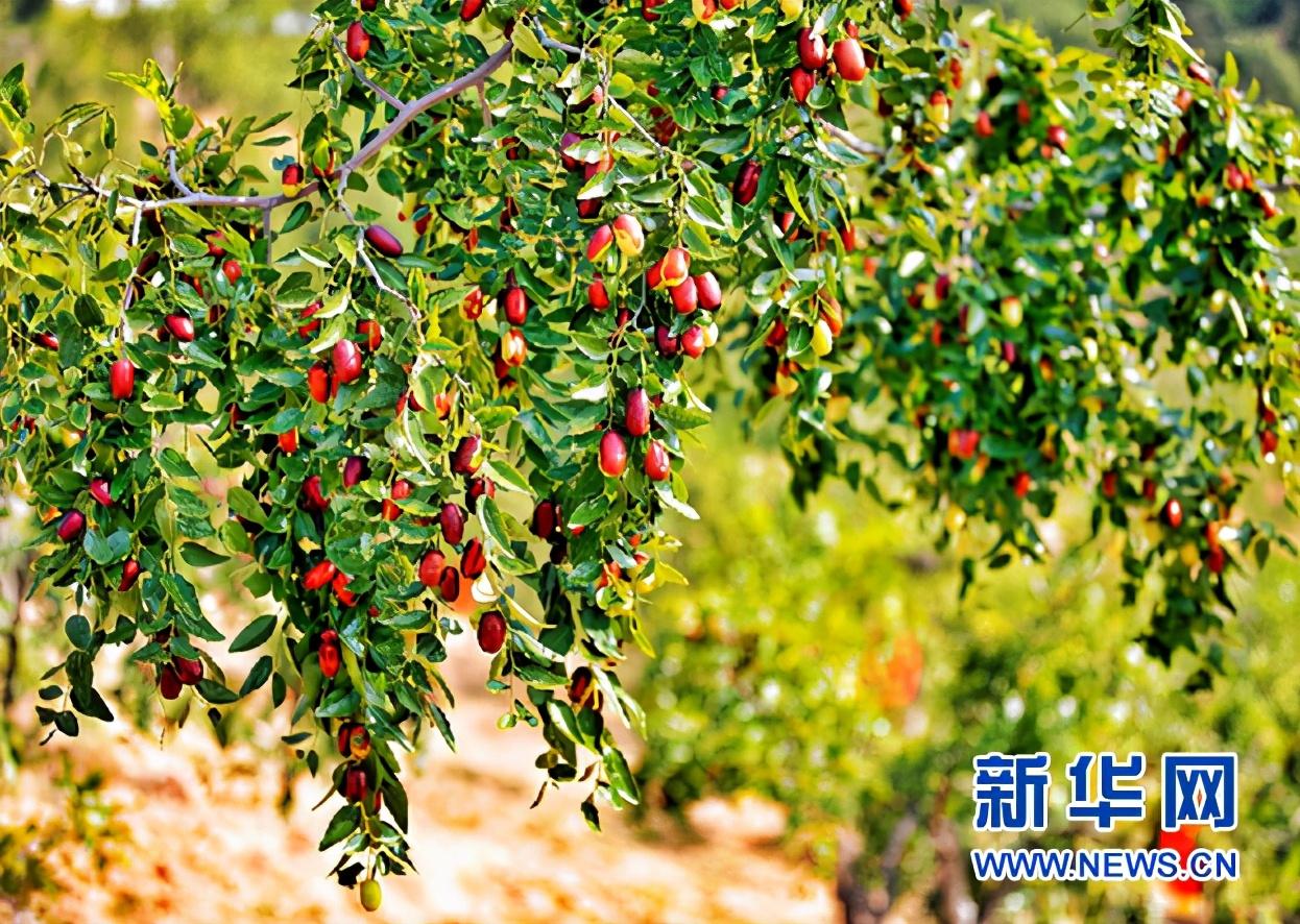 新华食品_新华网