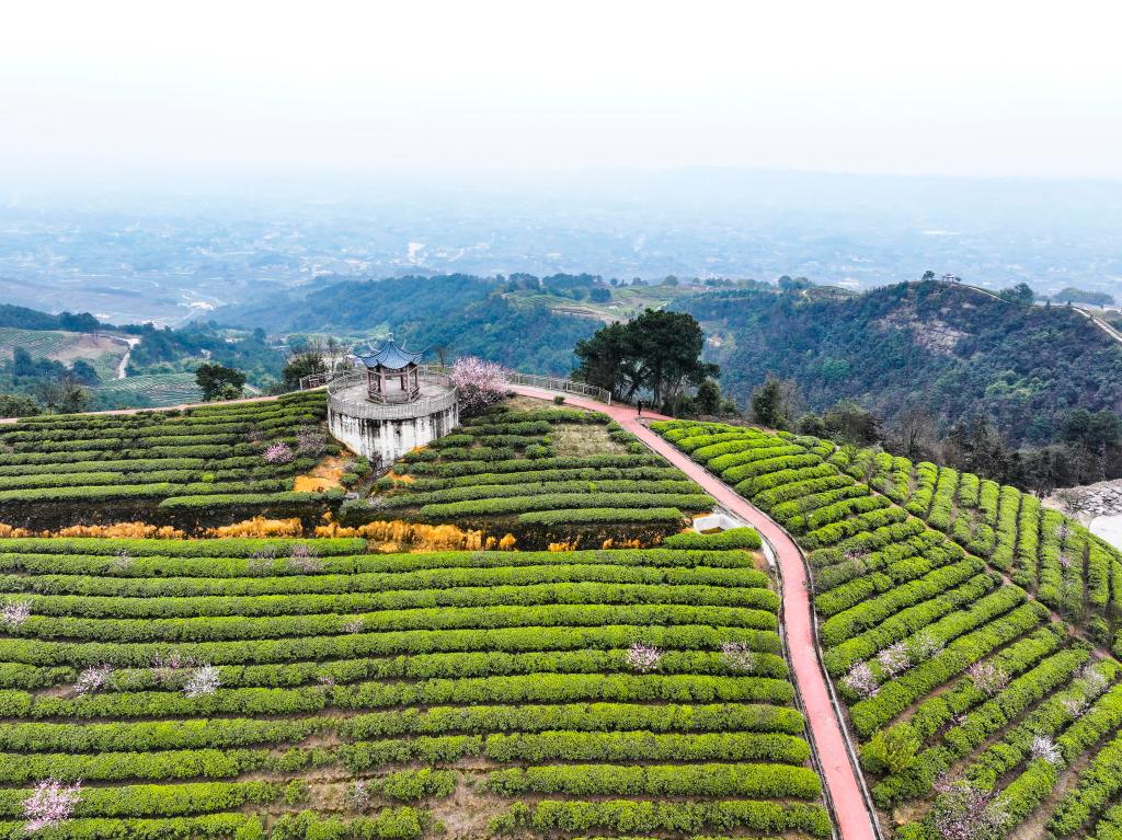 6969这是3月19日拍摄的重庆市永川区大安街道花果山村茶园景象(无