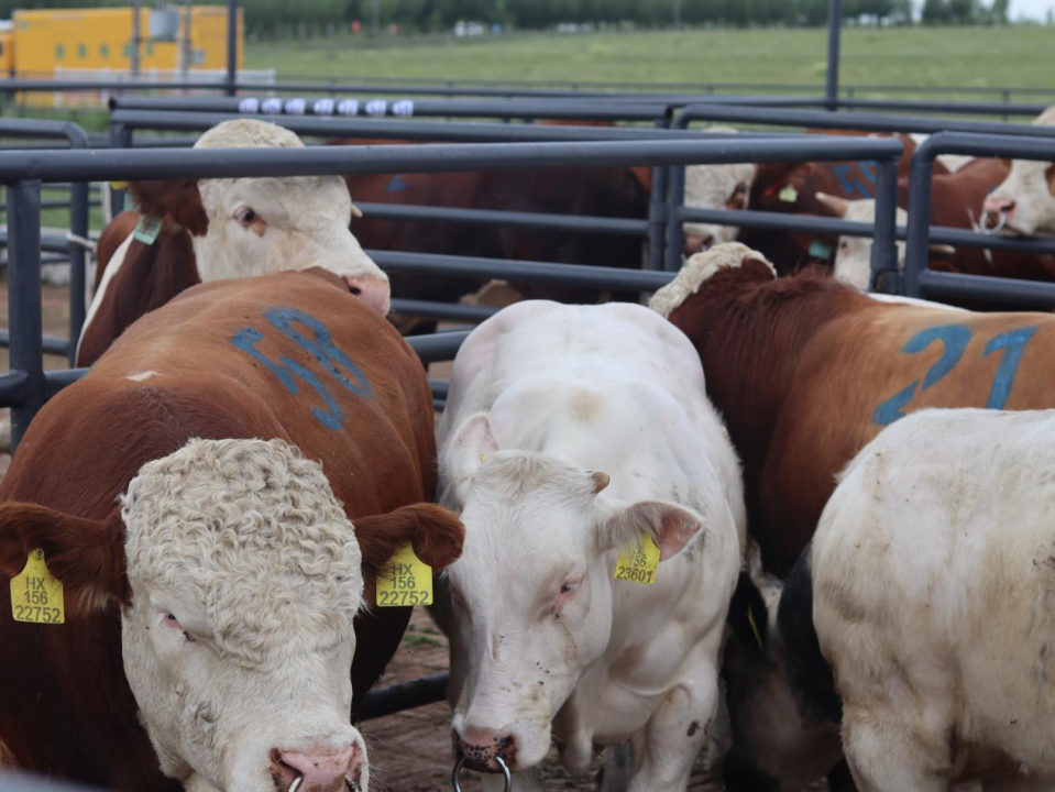 "优质种牛保种源 固本强基促振兴" 第五届全国种公牛拍卖会在内蒙古
