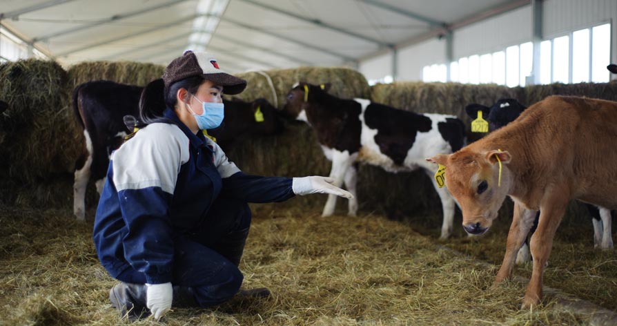 蒙牛牧场之"牛奶工的一天"