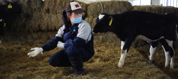 蒙牛牧场之"牛奶工的一天"