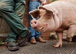 养殖企业：要涨，要涨！