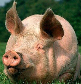 业内人士：猪价上涨 但不会疯涨