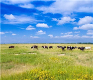 贝因美头批获注领先行业