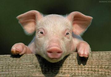 猪周期致中小养殖户萌生退意:近两年赚的钱全赔进去